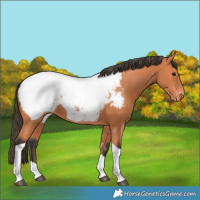 Horse Color:Bay Tobiano Snowcap