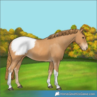 Horse Color:Chestnut Tobiano Snowcap 