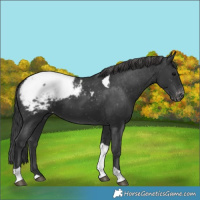 Horse Color:Black Tobiano Appaloosa 