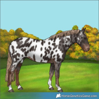 Horse Color:Liver Chestnut Tobiano Appaloosa 