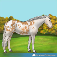 Horse Color:Palomino Tobiano Blanket 