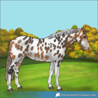 Horse Color:Buckskin Tobiano Appaloosa