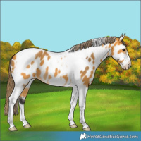 Horse Color:Buckskin Tobiano Frame Appaloosa