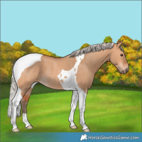 Horse Color:Silver Bay Dun Tobiano Rabicano 