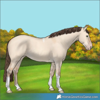 Horse Color:Amber Champagne Dun Tobiano Rabicano