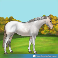 Horse Color:Buckskin Roan Tobiano Snowcap 