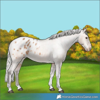Horse Color:Silver Bay Dun Tobiano Appaloosa Rabicano