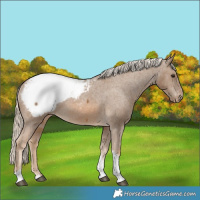 Horse Color:Chocolate Palomino Tobiano Snowcap