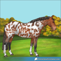 Horse Color:Bay Tobiano Appaloosa 