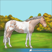 Horse Color:Silver Bay Roan Tobiano Appaloosa Rabicano 