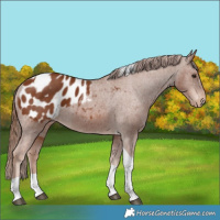 Horse Color:Chestnut Tobiano Blanket