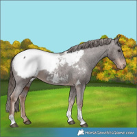 Horse Color:Liver Chestnut Tobiano Appaloosa 