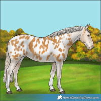 Horse Color:Palomino Tobiano Appaloosa 