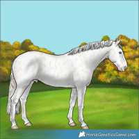 Horse Color:Perlino Tobiano Appaloosa 