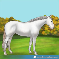 Horse Color:Amber Champagne Dun Tobiano Appaloosa Rabicano 