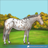 Horse Color:Buckskin Tobiano Blanket 