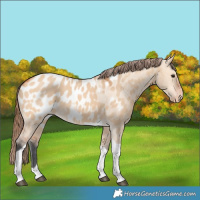 Horse Color:Bay Dun Tobiano Near Leopard Rabicano 