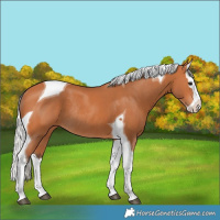 Horse Color:Silver Bay Splash Tobiano Rabicano 