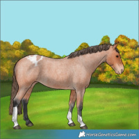 Horse Color:Bay Roan Tobiano Appaloosa Rabicano 
