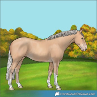 Horse Color:Silver Amber Champagne Tobiano Rabicano