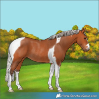 Horse Color:Silver Bay Tobiano Rabicano