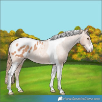 Horse Color:Gold Champagne Tobiano Blanket 