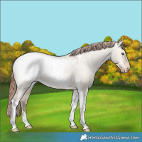 Horse Color:Amber Champagne Dun Tobiano Snowcap Rabicano