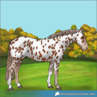 Horse Color:Chestnut Tobiano Near Leopard