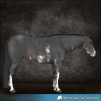 Horse Color:Brown Sabino 