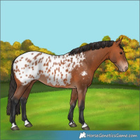 Horse Color:Bay Blanket
