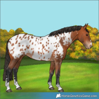 Horse Color:Bay Near Leopard Rabicano