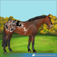 Horse Color:Bay Appaloosa 