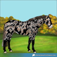 Horse Color:Buckskin Splash Appaloosa