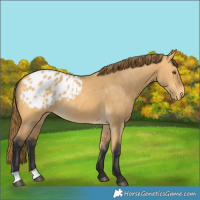 Horse Color:Buckskin Dun Blanket