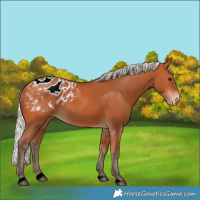 Horse Color:Silver Bay Blanket