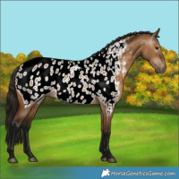 Horse Color:Gray Bay Dun Near Leopard