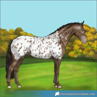 Horse Color:Gray Classic Champagne Near Leopard