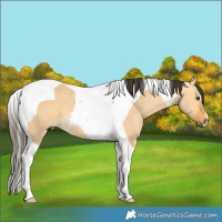 Horse Color:Buckskin Dun Tobiano