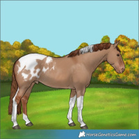 Horse Color:Red Dun Tobiano Appaloosa Rabicano 