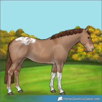 Horse Color:Red Dun Tobiano Varnish Rabicano 