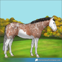 Horse Color:Bay Ice Splash