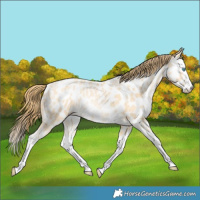 Horse Color:Buckskin Ice Pearl Splash Near Leopard Rabicano 