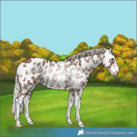 Horse Color:Silver Black Ice Splash Near Leopard 