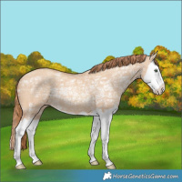 Horse Color:Gold Champagne Ice Dun Splash