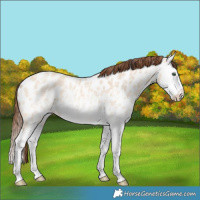 Horse Color:Amber Champagne Ice Dun Sabino Splash Near Leopard