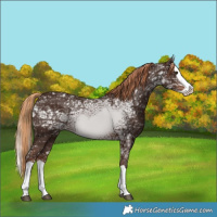 Horse Color:Liver Chestnut Ice Splash 