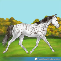 Horse Color:Liver Chestnut Ice Splash Near Leopard