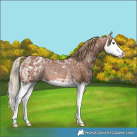 Horse Color:Chestnut Ice Splash Varnish Rabicano