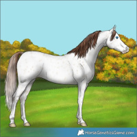 Horse Color:Amber Champagne Ice Dun Splash Near Leopard 