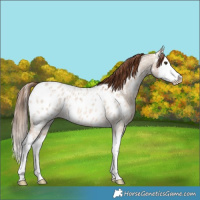 Horse Color:Red Dun Ice Roan Splash Blanket 